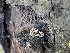  ( - FDS-CA-02058)  @11 [ ] by-nc (2024) Bat Vardeh Fungal Diversity Survey