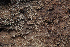  ( - FDS-CA-00065)  @11 [ ] by-nc (2024) Dean Lyons Fungal Diversity Survey