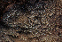  ( - FDS-CA-00065)  @11 [ ] by-nc (2024) Dean Lyons Fungal Diversity Survey