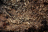  ( - FDS-CA-00065)  @11 [ ] by-nc (2024) Dean Lyons Fungal Diversity Survey
