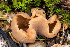  ( - FDS-CA-00067)  @11 [ ] by-nc (2024) Dean Lyons Fungal Diversity Survey
