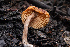  ( - FDS-CA-00070)  @11 [ ] by-nc (2024) Dean Lyons Fungal Diversity Survey