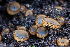  ( - FDS-CA-00071)  @11 [ ] by-nc (2024) Dean Lyons Fungal Diversity Survey