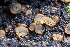  ( - FDS-CA-00071)  @11 [ ] by-nc (2024) Dean Lyons Fungal Diversity Survey