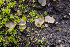  ( - FDS-CA-00071)  @11 [ ] by-nc (2024) Dean Lyons Fungal Diversity Survey