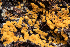  (Botryobasidium robustius - FDS-CA-00075)  @11 [ ] by-nc (2024) Dean Lyons Fungal Diversity Survey