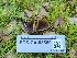  ( - FDS-CA-03560)  @11 [ ] by-nc (2024) Fresno Mycology Society Fungal Diversity Survey