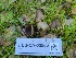  ( - FDS-CA-03560)  @11 [ ] by-nc (2024) Fresno Mycology Society Fungal Diversity Survey