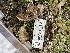  ( - FDS-CA-02091)  @11 [ ] by-nc (2024) Bat Vardeh Fungal Diversity Survey