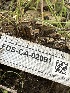  ( - FDS-CA-02091)  @11 [ ] by-nc (2024) Bat Vardeh Fungal Diversity Survey