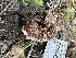  ( - FDS-CA-02091)  @11 [ ] by-nc (2024) Bat Vardeh Fungal Diversity Survey