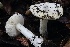  ( - FDS-CA-00976)  @11 [ ] by-nc (2024) Taye Bright Fungal Diversity Survey
