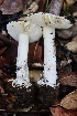  ( - FDS-CA-00976)  @11 [ ] by-nc (2024) Taye Bright Fungal Diversity Survey