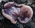  ( - FDS-CA-00977)  @11 [ ] by-nc (2024) Taye Bright Fungal Diversity Survey