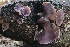  ( - FDS-CA-00977)  @11 [ ] by-nc (2024) Taye Bright Fungal Diversity Survey
