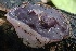  ( - FDS-CA-00977)  @11 [ ] by-nc (2024) Taye Bright Fungal Diversity Survey