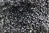  ( - FDS-CA-00978)  @11 [ ] by-nc (2024) Taye Bright Fungal Diversity Survey