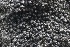 ( - FDS-CA-00978)  @11 [ ] by-nc (2024) Taye Bright Fungal Diversity Survey