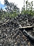  ( - FDS-CA-00980)  @11 [ ] by-nc (2024) Taye Bright Fungal Diversity Survey