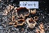  ( - FDS-CA-00980)  @11 [ ] by-nc (2024) Taye Bright Fungal Diversity Survey