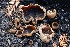  ( - FDS-CA-00980)  @11 [ ] by-nc (2024) Taye Bright Fungal Diversity Survey