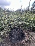  ( - FDS-CA-00981)  @11 [ ] by-nc (2024) Taye Bright Fungal Diversity Survey