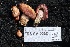  ( - FDS-CA-00981)  @11 [ ] by-nc (2024) Taye Bright Fungal Diversity Survey