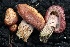  ( - FDS-CA-00981)  @11 [ ] by-nc (2024) Taye Bright Fungal Diversity Survey