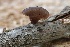  ( - FDS-CA-00987)  @11 [ ] by-nc (2024) Taye Bright Fungal Diversity Survey