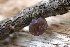  ( - FDS-CA-00987)  @11 [ ] by-nc (2024) Taye Bright Fungal Diversity Survey