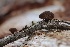  (Exidia sp. PNW01 - FDS-CA-00987)  @11 [ ] by-nc (2024) Taye Bright Fungal Diversity Survey