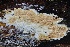  ( - FDS-CA-00988)  @11 [ ] by-nc (2024) Taye Bright Fungal Diversity Survey