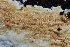  ( - FDS-CA-00988)  @11 [ ] by-nc (2024) Taye Bright Fungal Diversity Survey
