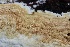  ( - FDS-CA-00988)  @11 [ ] by-nc (2024) Taye Bright Fungal Diversity Survey