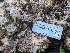  ( - FDS-CA-03731)  @11 [ ] by-nc (2024) Stu Pickell Fungal Diversity Survey