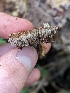  ( - FDS-CA-03731)  @11 [ ] by-nc (2024) Stu Pickell Fungal Diversity Survey