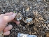  ( - FDS-CA-03756)  @11 [ ] by-nc (2024) Stu Pickell Fungal Diversity Survey