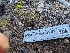  ( - FDS-CA-03757)  @11 [ ] by-nc (2024) Stu Pickell Fungal Diversity Survey