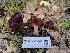  (Gyromitra - FDS-CA-03568)  @11 [ ] by-nc (2024) Fresno Mycology Society Fungal Diversity Survey