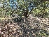  ( - FDS-CA-03568)  @11 [ ] by-nc (2024) Fresno Mycology Society Fungal Diversity Survey