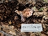  (Hygrophorus sp. parvirussula-PNW11 - FDS-CA-03570)  @11 [ ] by-nc (2024) Fresno Mycology Society Fungal Diversity Survey