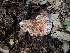 ( - FDS-CA-03570)  @11 [ ] by-nc (2024) Fresno Mycology Society Fungal Diversity Survey