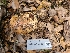  (Calonarius sp CA-03 - FDS-CA-03571)  @11 [ ] by-nc (2024) Fresno Mycology Society Fungal Diversity Survey