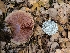  ( - FDS-CA-03571)  @11 [ ] by-nc (2024) Fresno Mycology Society Fungal Diversity Survey