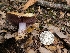  ( - FDS-CA-03571)  @11 [ ] by-nc (2024) Fresno Mycology Society Fungal Diversity Survey