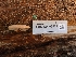  ( - FDS-CA-03572)  @11 [ ] by-nc (2024) Fresno Mycology Society Fungal Diversity Survey
