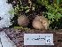  ( - FDS-CA-03573)  @11 [ ] by-nc (2024) Fresno Mycology Society Fungal Diversity Survey