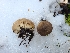  ( - FDS-CA-03573)  @11 [ ] by-nc (2024) Fresno Mycology Society Fungal Diversity Survey