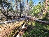  ( - FDS-CA-03573)  @11 [ ] by-nc (2024) Fresno Mycology Society Fungal Diversity Survey
