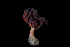  ( - FDS-CA-03568)  @11 [ ] by-nc (2024) Fresno Mycology Society Fungal Diversity Survey